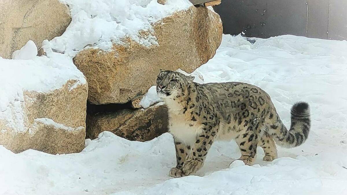 В центр «Снежный барс» на Алтае уже доставлены первые три ирбиса