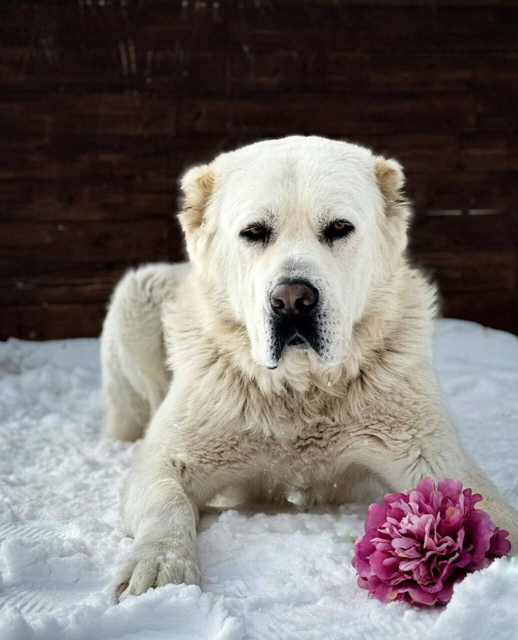 Минниханов опубликовал фото алабая Акдуса, «поздравляющего» с 8 Марта