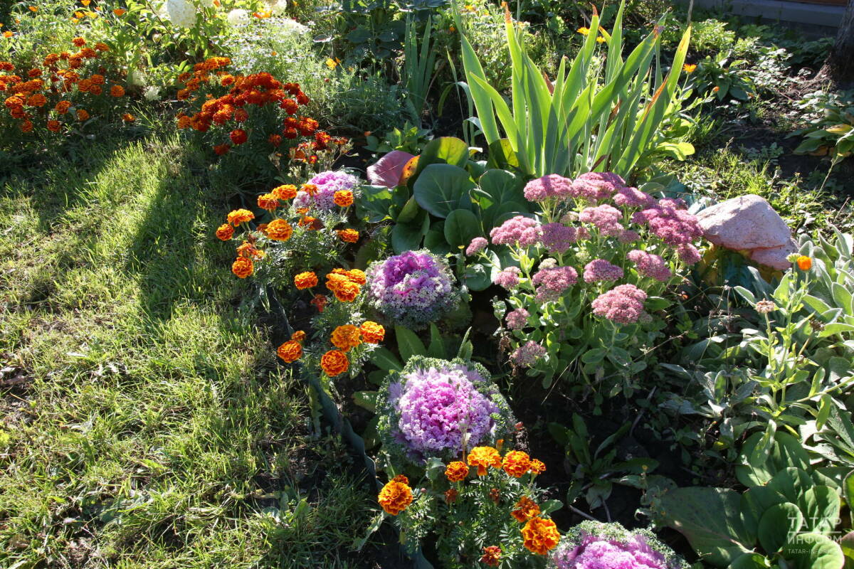 Юрист напомнил, выращивание каких растений может обернуться восемью годами тюрьмы