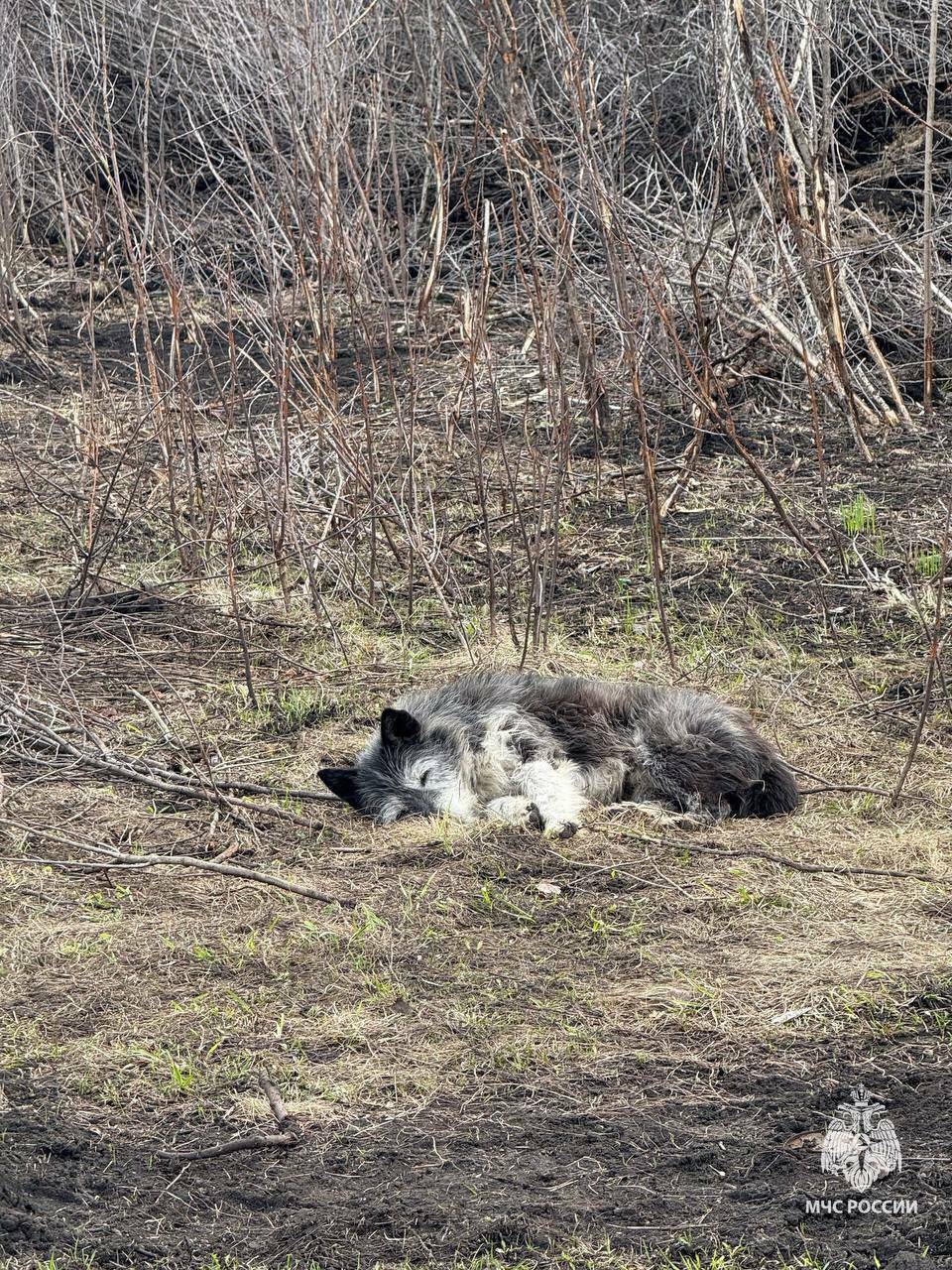 «Башкирский Хатико»: пес ждет погибшего хозяина у сгоревшего дома