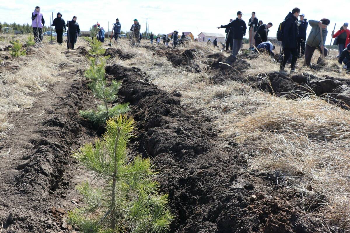 В Пестречинском районе РТ посадили около 3,5 тыс. сосен и елей в честь героев войны