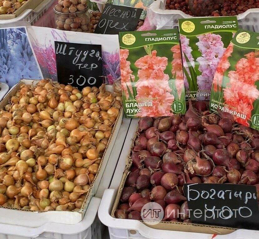 «Любой сорт бери – жена не выгонит!»: почем семенной картофель и лук-севок на рынке