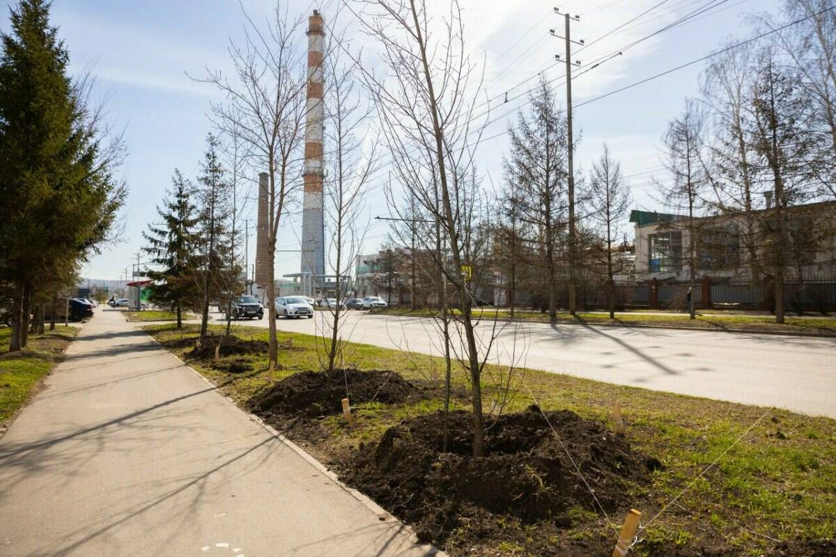 В Альметьевске на озеленение города направят более 4,5 млн рублей