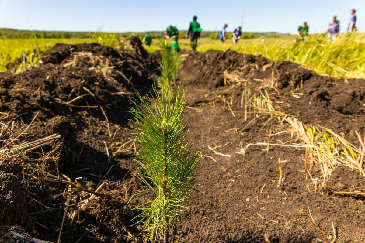 В Альметьевском районе высадят более 5 тыс. саженцев в рамках акции «Сад памяти»