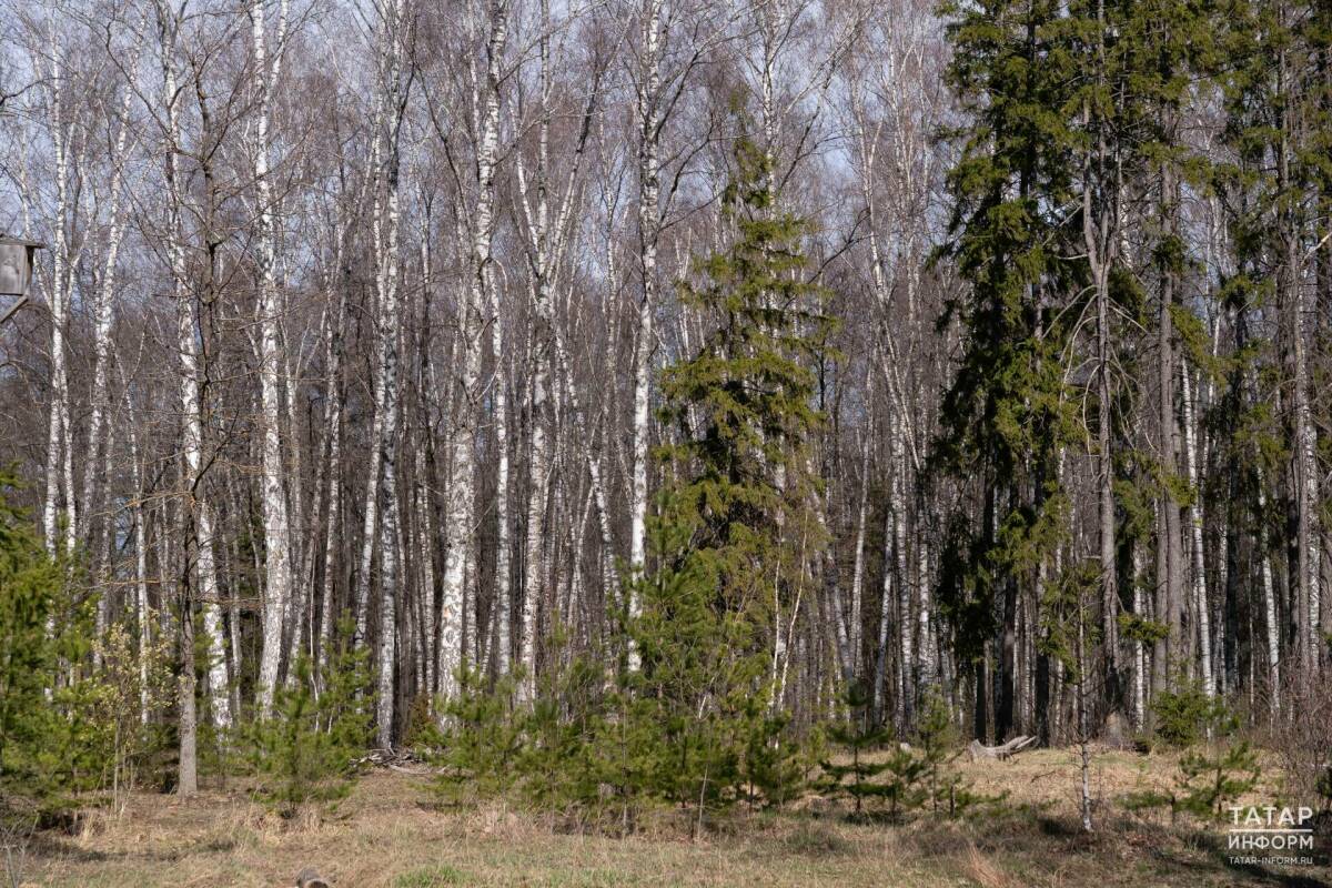 Татарстанцам рассказали, где жарить шашлыки в майские праздники