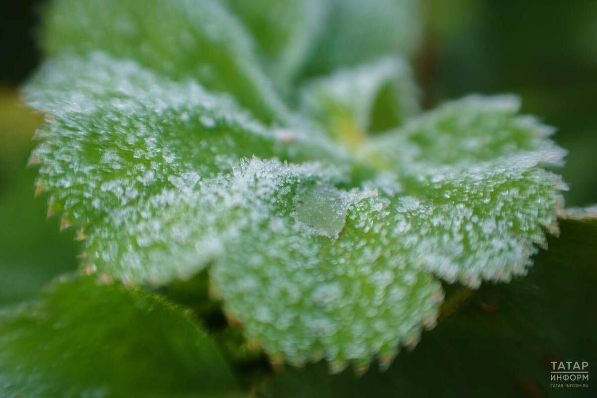 В Минсельхозе РТ сообщили, что заморозки не представляют серьезной опасности для яровых