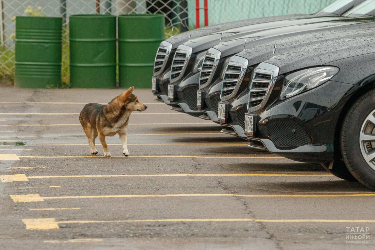 В Казани после утреннего сбоя возобновлена работа сервиса оплаты парковок