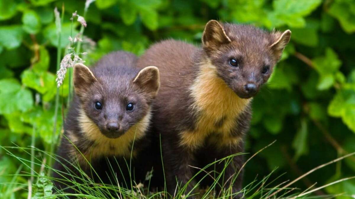 Нормы добычи сурков и куниц в охотничьих угодьях уменьшат в Татарстане