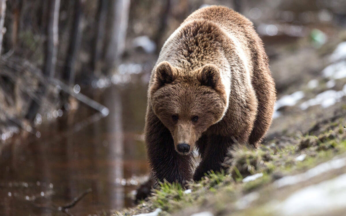 «Ушел вглубь республики»: когда откроют охоту на бурых медведей в Татарстане?
