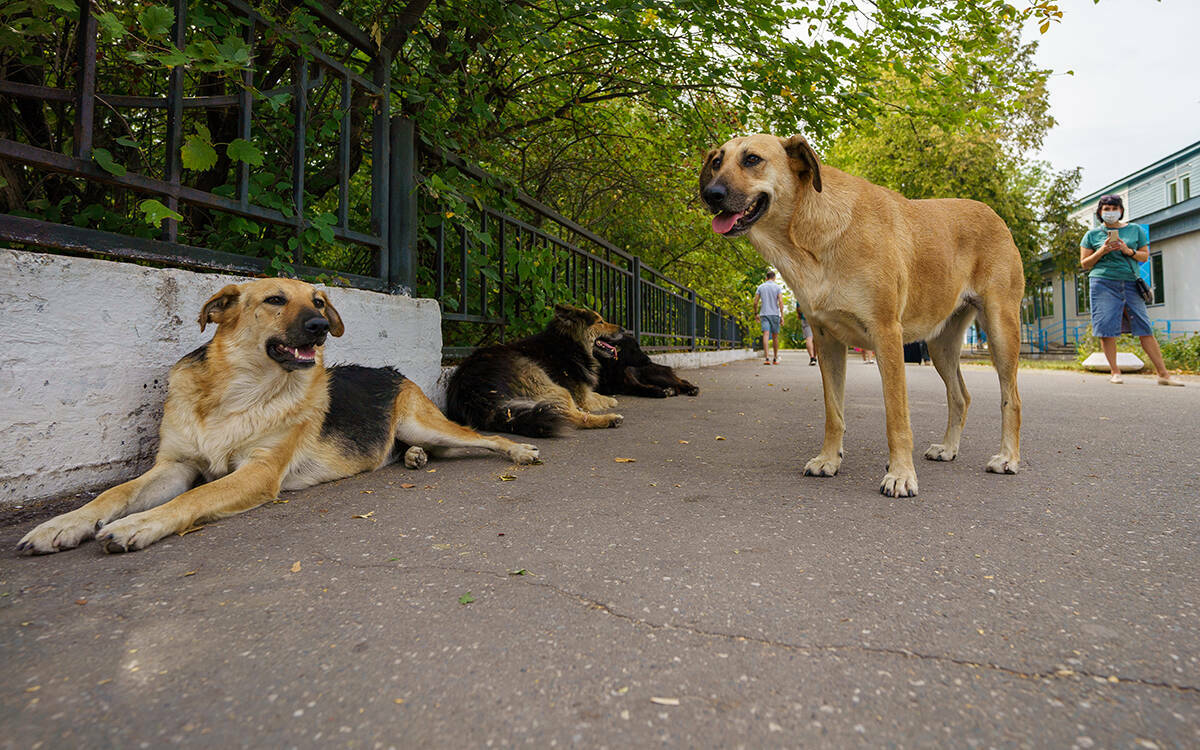 Тренды аналитики апреля: перепись бездомных животных, инвесторы без плана и труд в мае