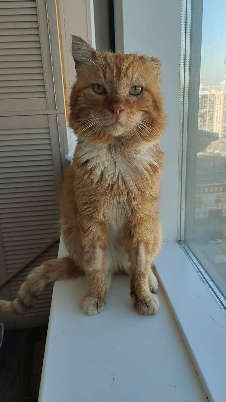 Умер кот из Дагестана, проживший более семи лет на могиле хозяина