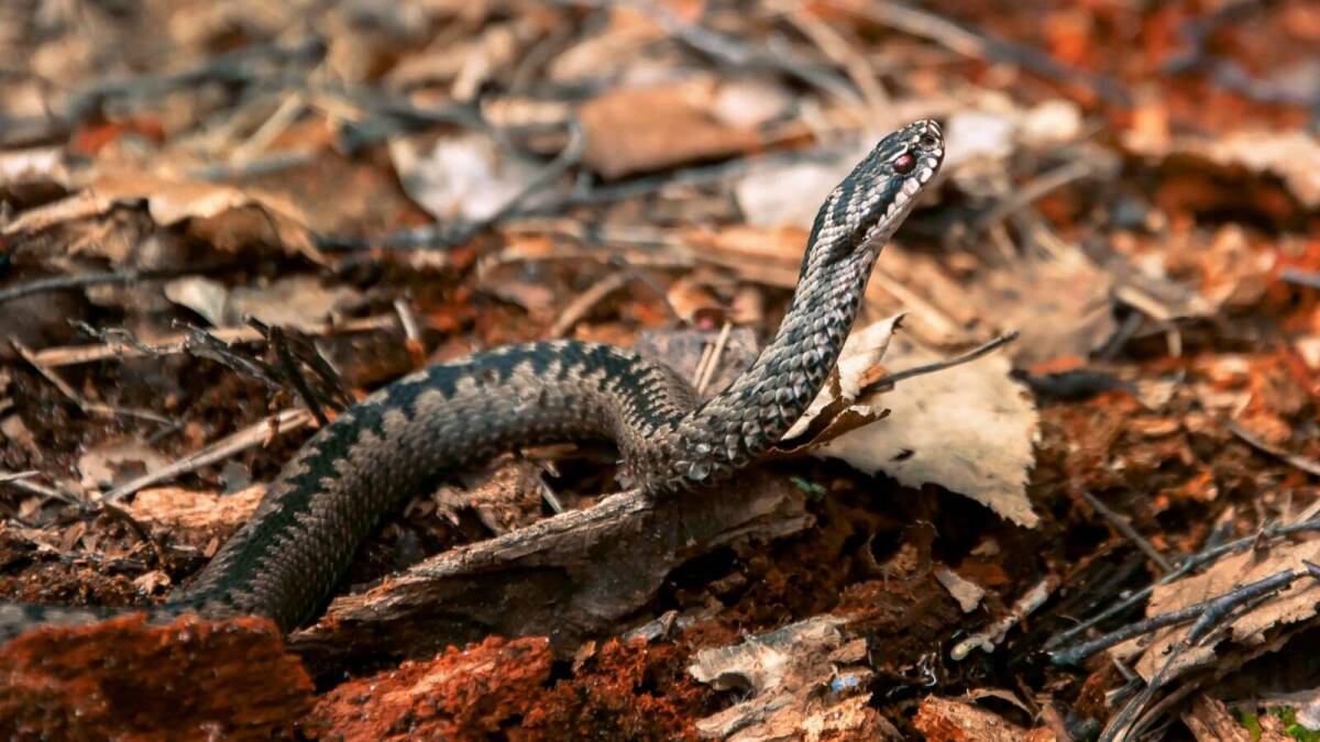 Герпетолог: Гадюки просыпаются, когда среднесуточная температура достигает +5