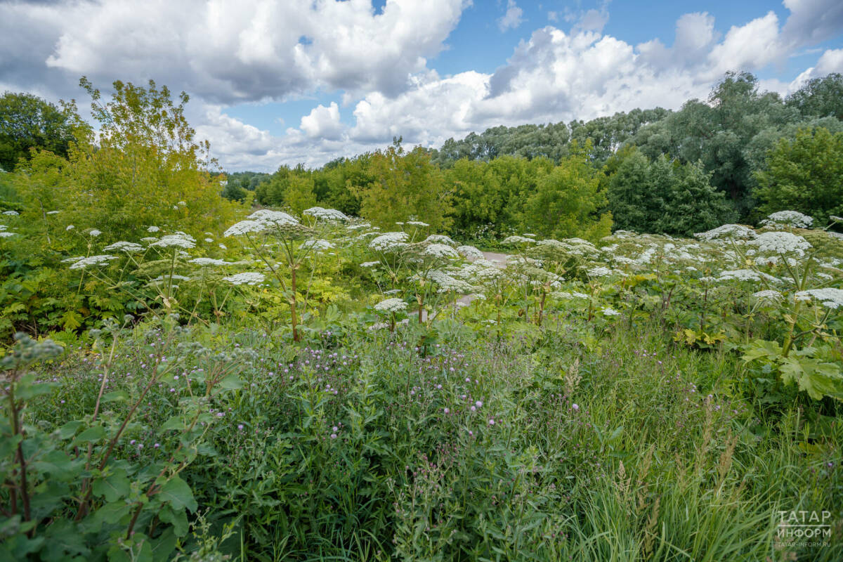 Борьбу с борщевиком в Казани оценили в 4 млн рублей