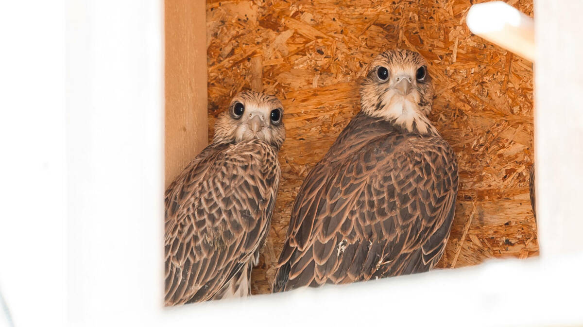 Впервые за 50 лет: в казанском зооботсаде ждут птенцов краснокнижного сокола-балобана