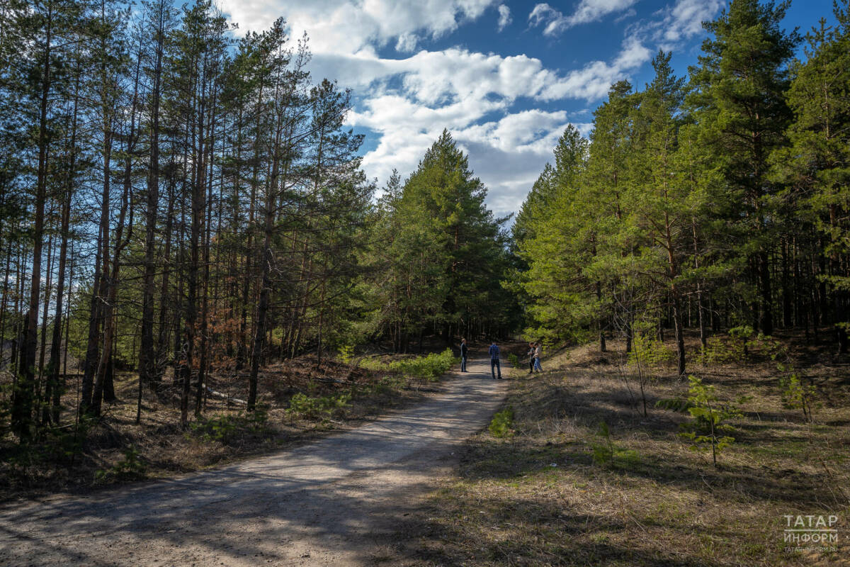 В Татарстане по нацпроекту создали почти 1,8 тыс. км новых противопожарных полос