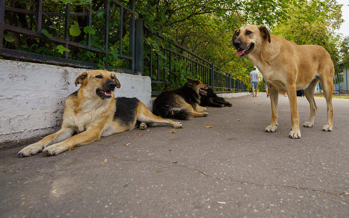 Преданы и забыты: почему собаки сбиваются в стаи и становятся угрозой для людей