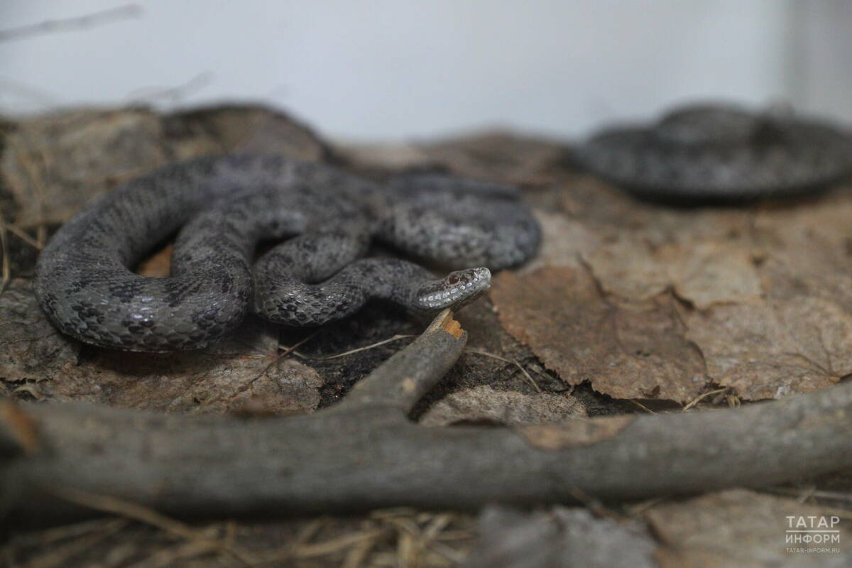 Эксперт по выживанию рассказал, как вести себя при встрече с ядовитой змеей