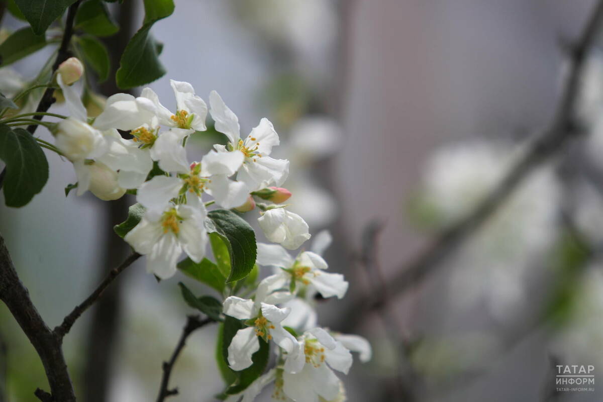 5 мая в Татарстане прогнозируют кратковременный дождь, сильный ветер и до +25 градусов