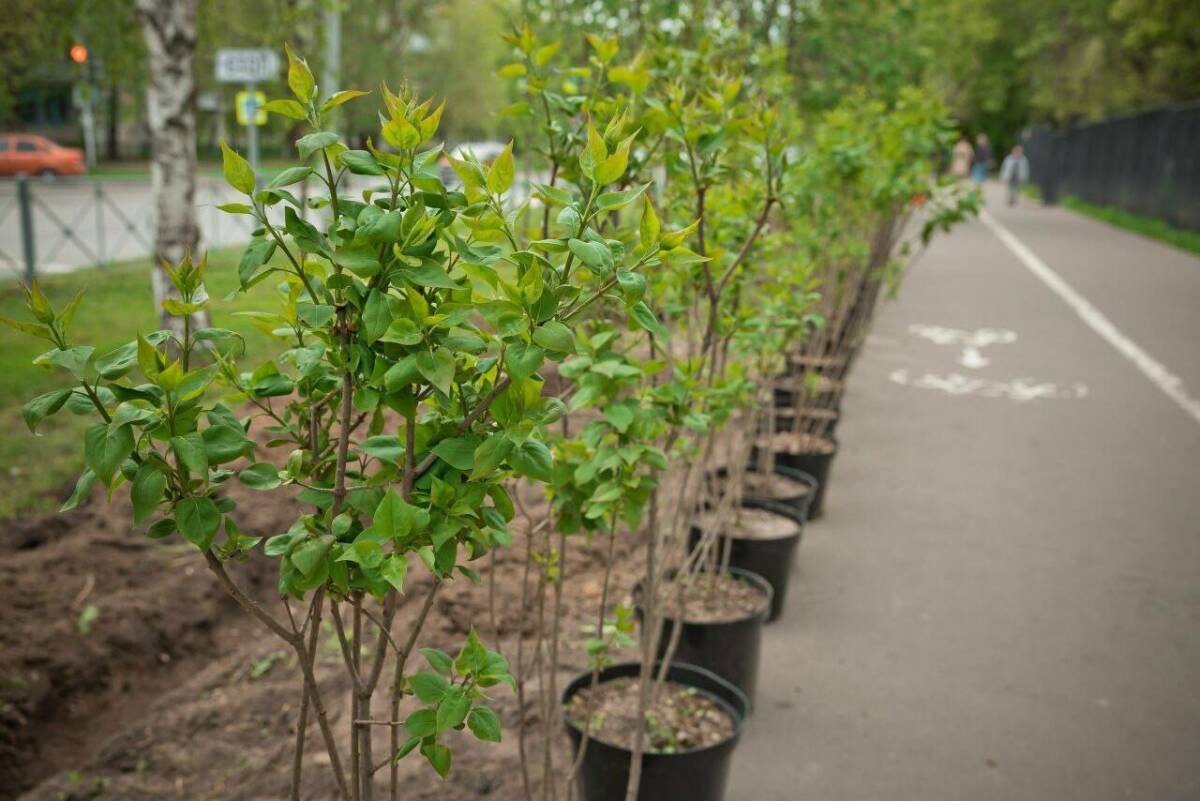 Вдоль улицы Шамиля Усманова в Казани высадили 600 кустов сирени