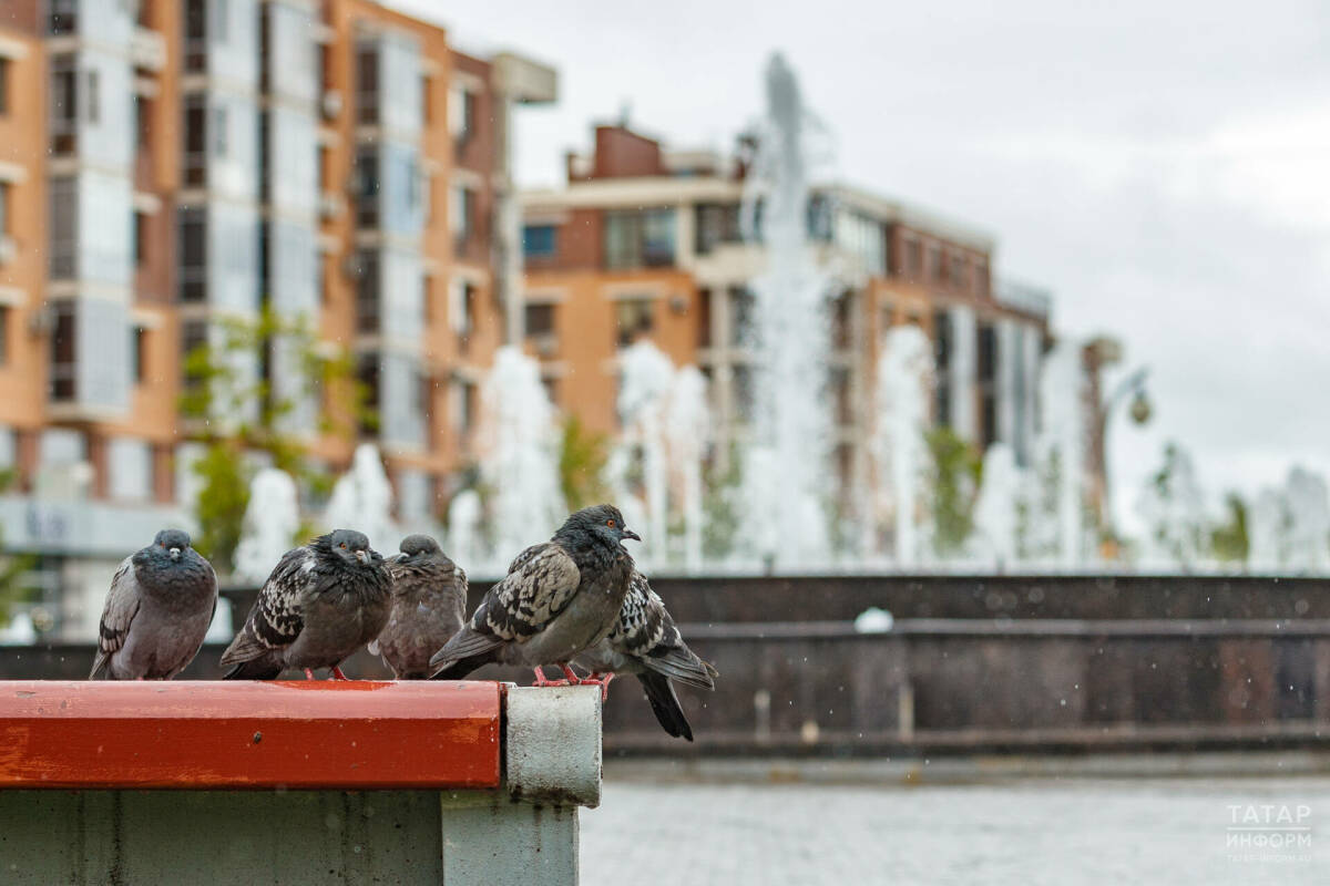 Дождь, умеренный ветер и температура до +21 градуса ожидаются в Татарстане 8 мая
