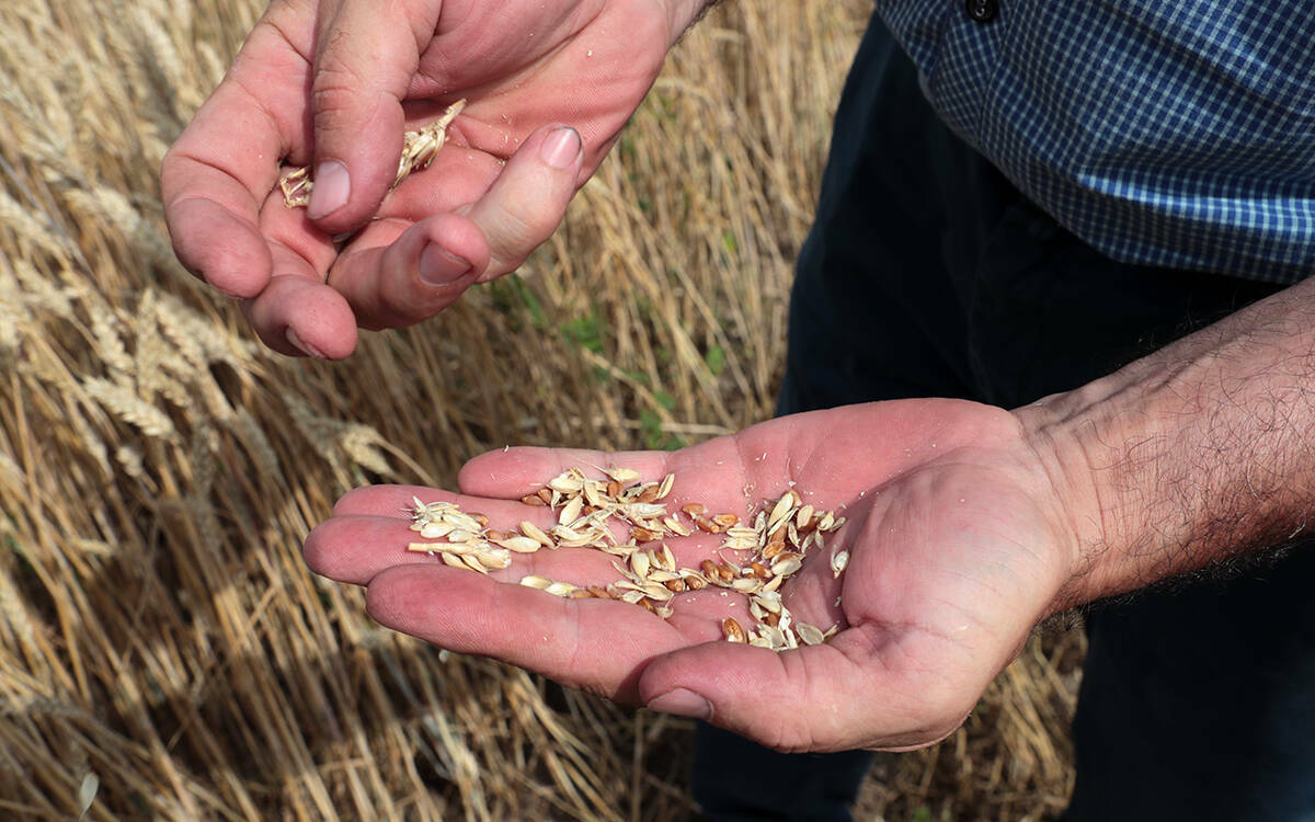 Планка в 4 млн тонн зерна и рост зарплат: как закончилась посевная кампания в Татарстане