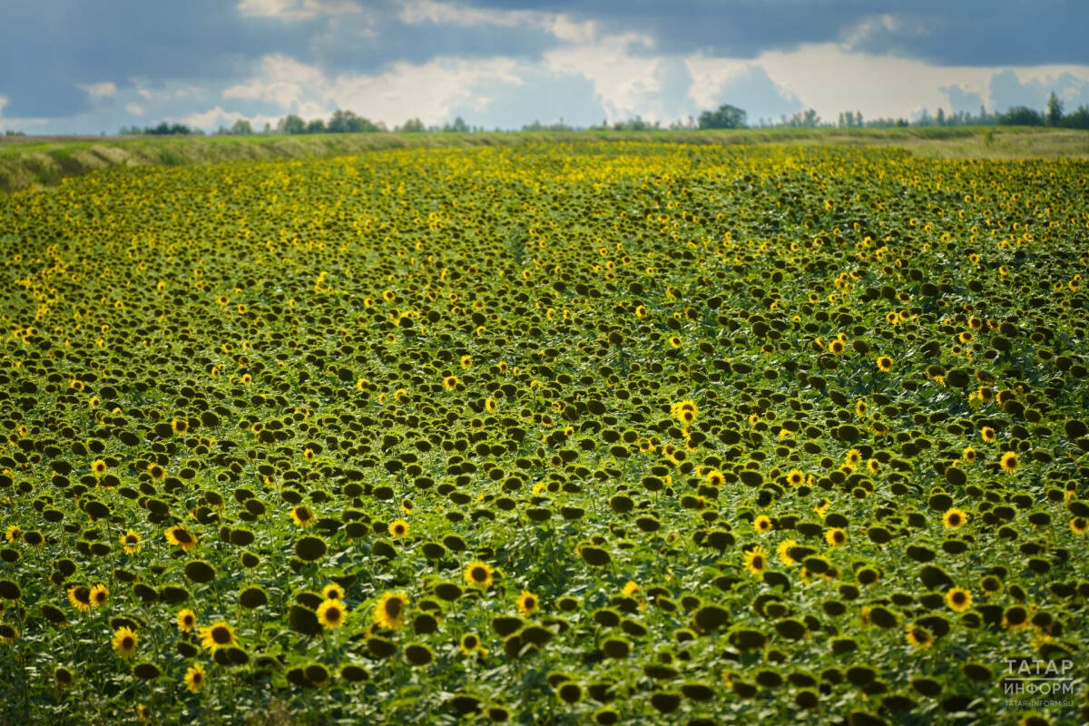 Зяббаров: Увеличение площадей масличных культур дополнительно принесет 2 млрд рублей