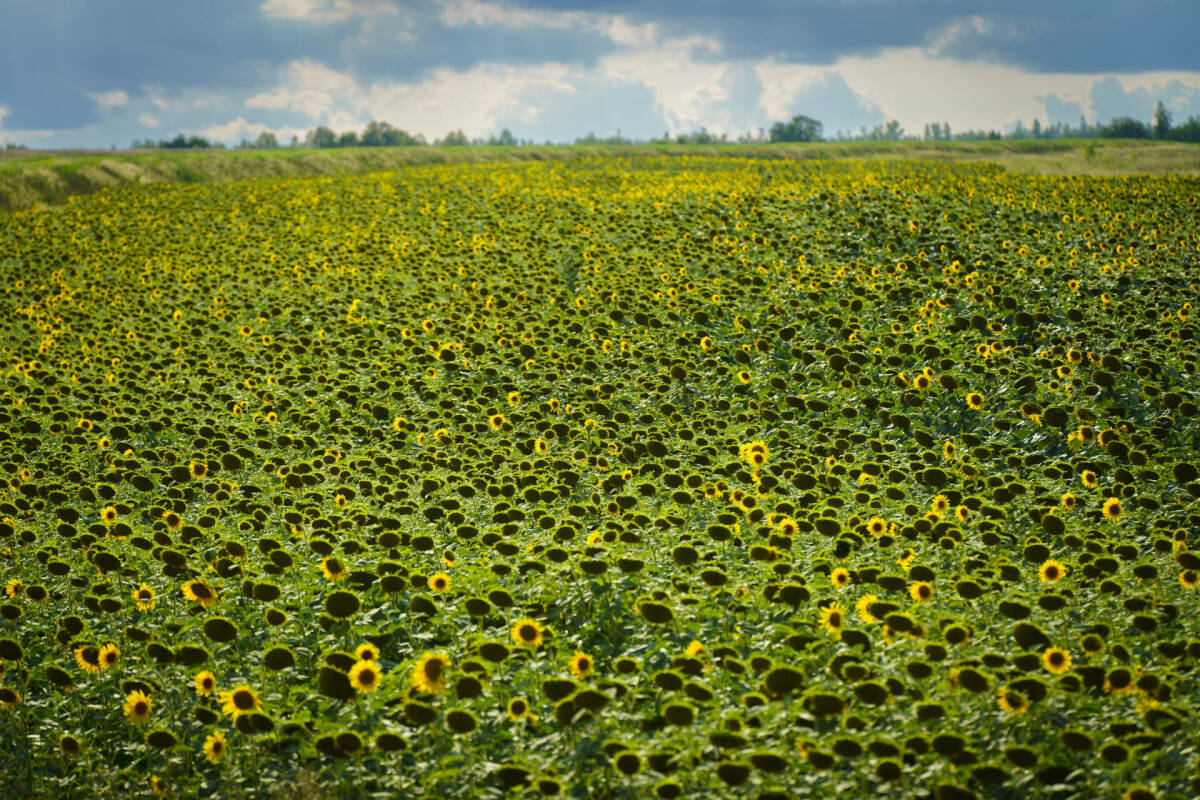 Зяббаров: Увеличение площадей масличных культур дополнительно принесет 2 млрд рублей