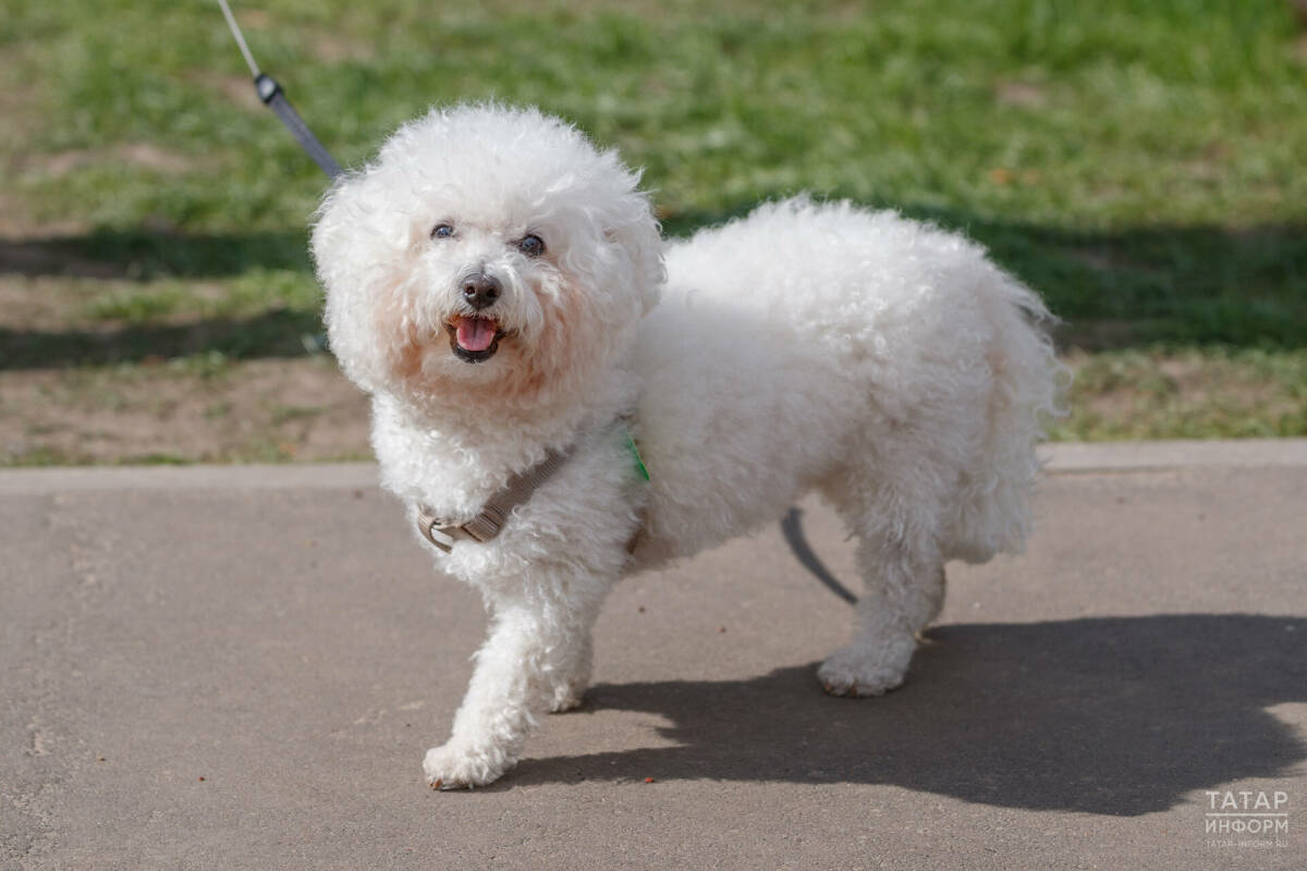 Специалист из Татарстана рассказала, как чипирование помогает защитить собак