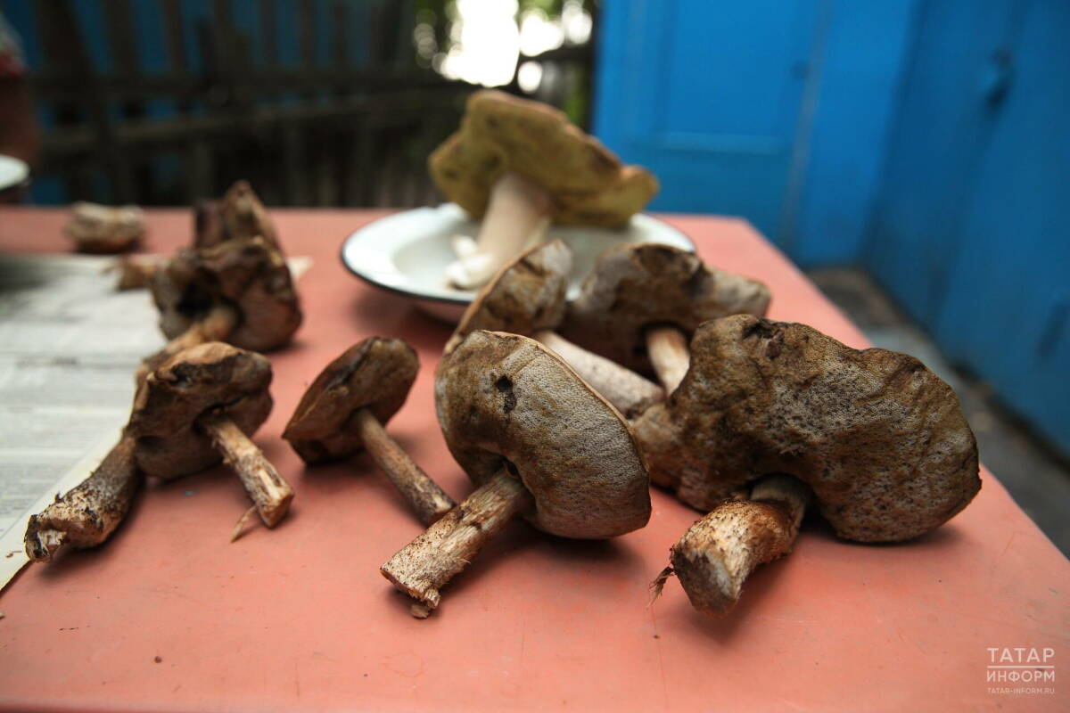 Миколог: Ни один способ не позволяет надежно отличить съедобный гриб от ядовитого