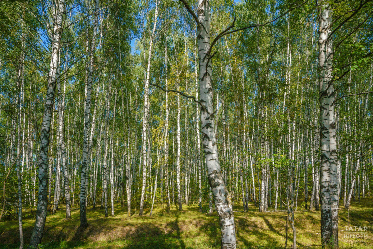 На сохранение лесов в Татарстане по нацпроекту направят более 111 млн рублей