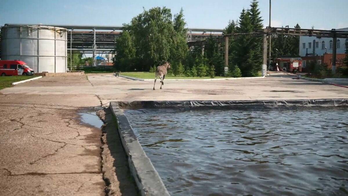 Пожарные в Нижнекамске спасли лося, упавшего в искусственный водоем
