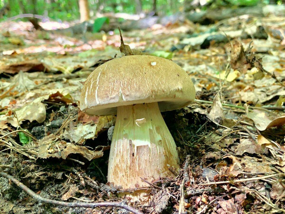 Блогер объяснил, как определить грибы, сбор которых грозит штрафом или сроком