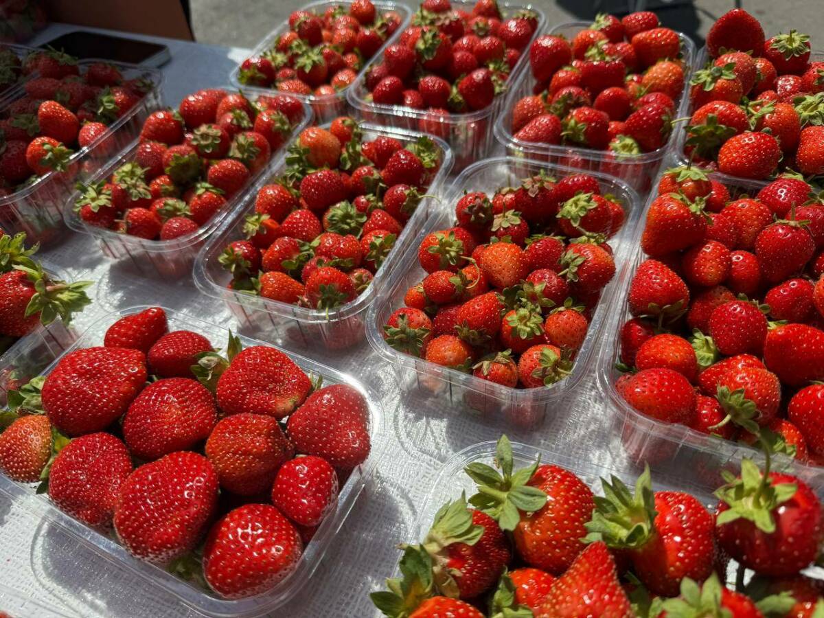 Фестиваль ягод «Жиләкле» стартовал в Казани