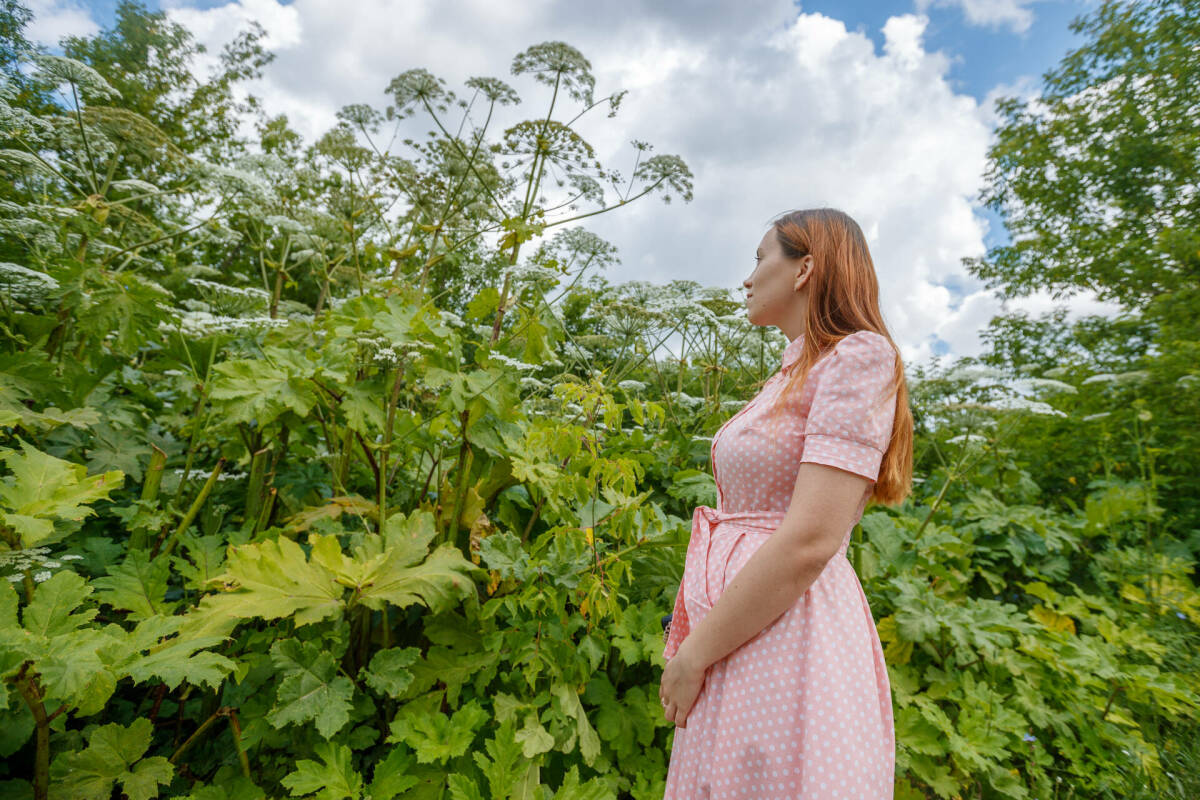 Штрафы до миллиона: собственников земель в Татарстане накажут за борщевик рублем
