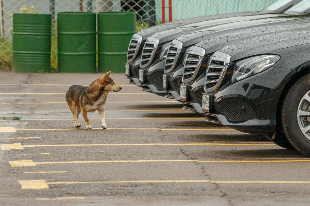 В Казани собираются создать 15 новых платных парковок