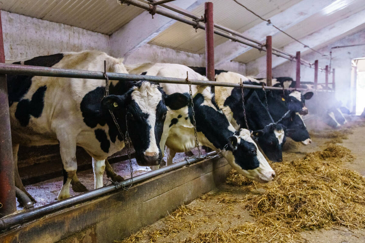 Деньги на коров, уток и яблоневый сад: как в Татарстане помогают фермерам грантами