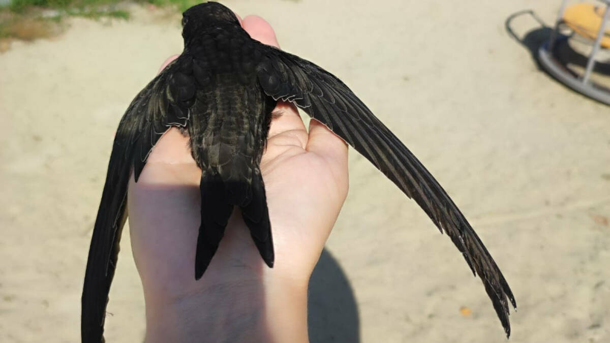 В Татарстане спасли птенца чёрного стрижа