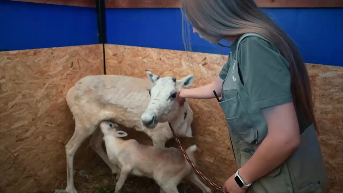 Акулова показала подросшего олененка, которого подарили Путину