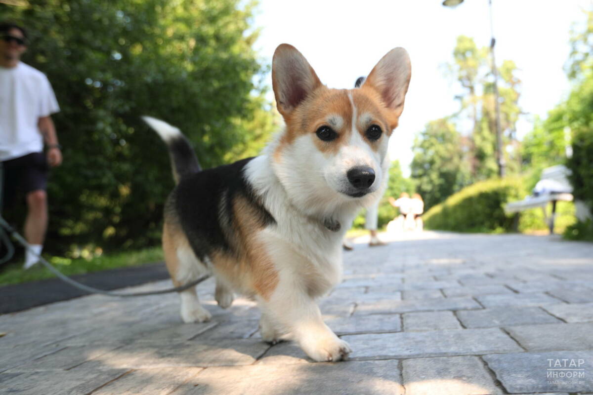 Кинолог Малиновский рассказал, как выбрать корм для собаки