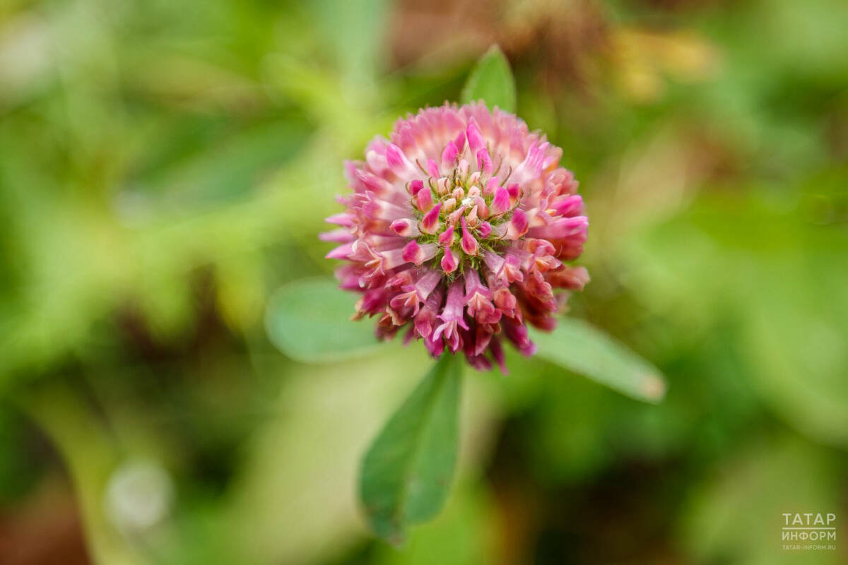 Синоптик Шувалов рассказал, когда в Татарстан придет бабье лето