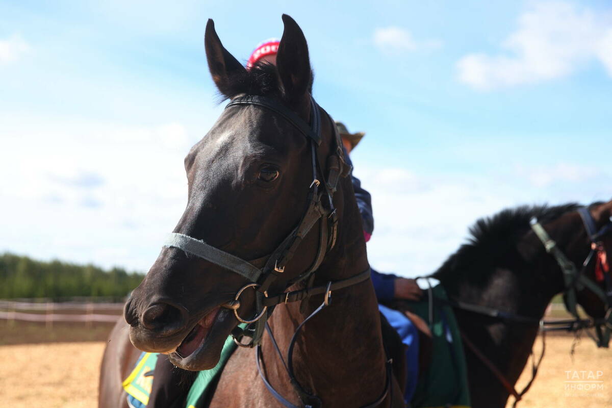 Праздник «День коня» отметят в Арском районе РТ