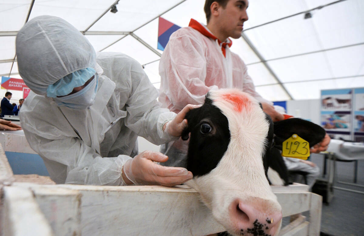 «Вирус сибирской язвы может жить сто лет»: о болезнях, передающихся от животных человеку
