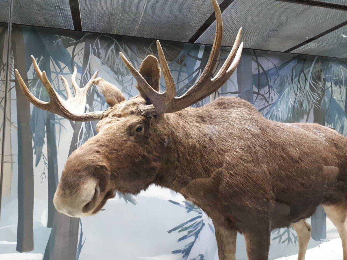 Сезон охоты на пушных зверей и лося открылся в Татарстане