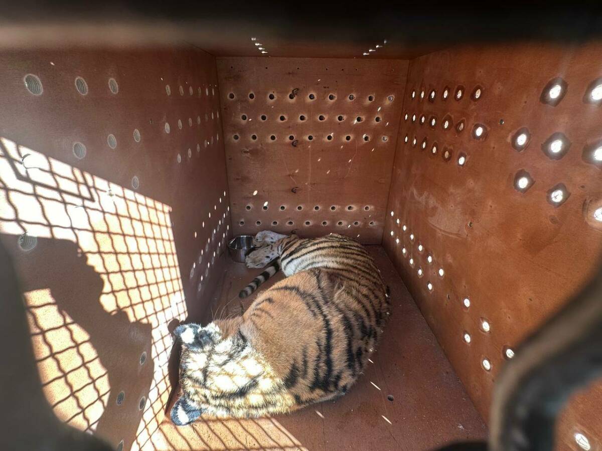 В Казанский зооботсад привезли пару амурских тигров из Хабаровска