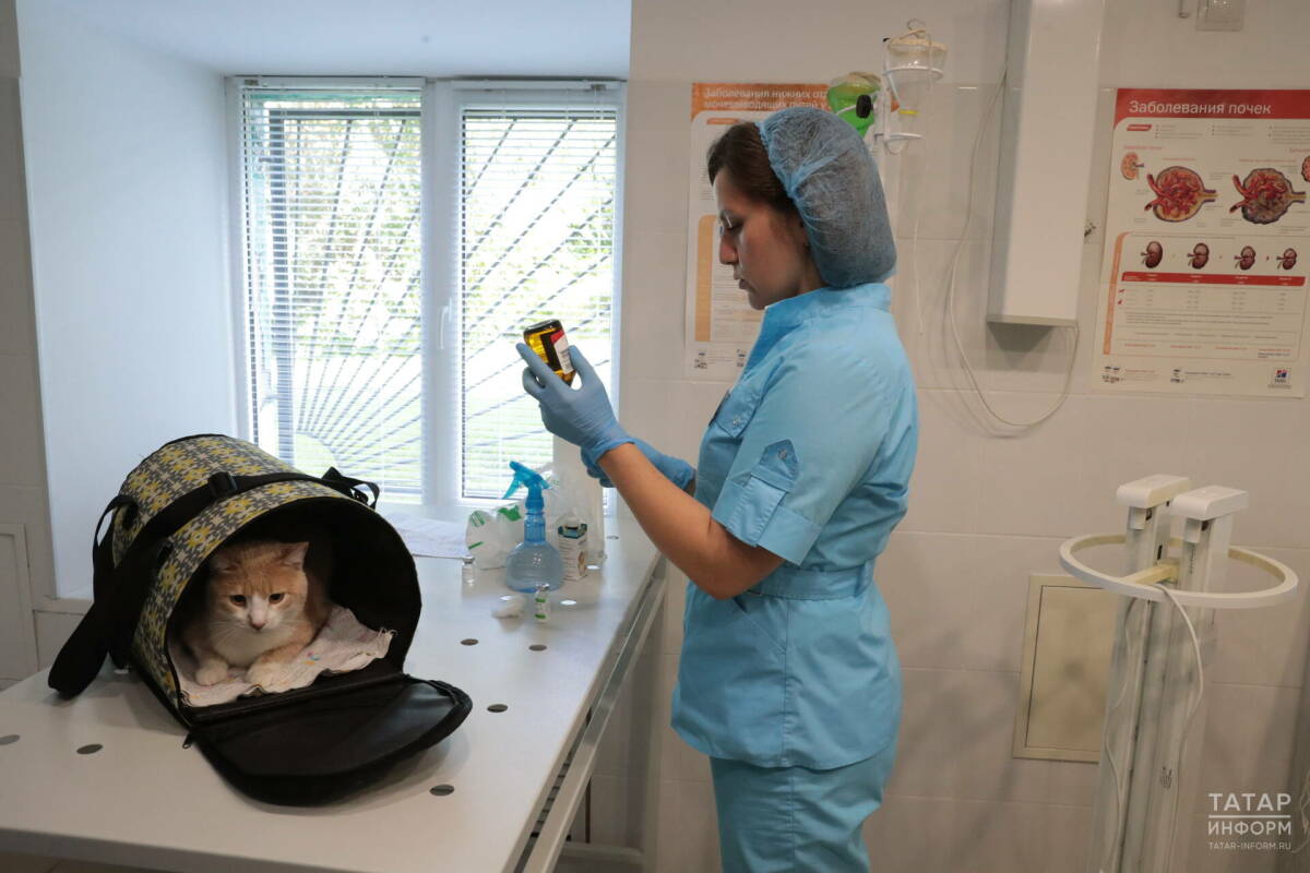 Ветеринар назвала эффективные способы защиты животных от клещей