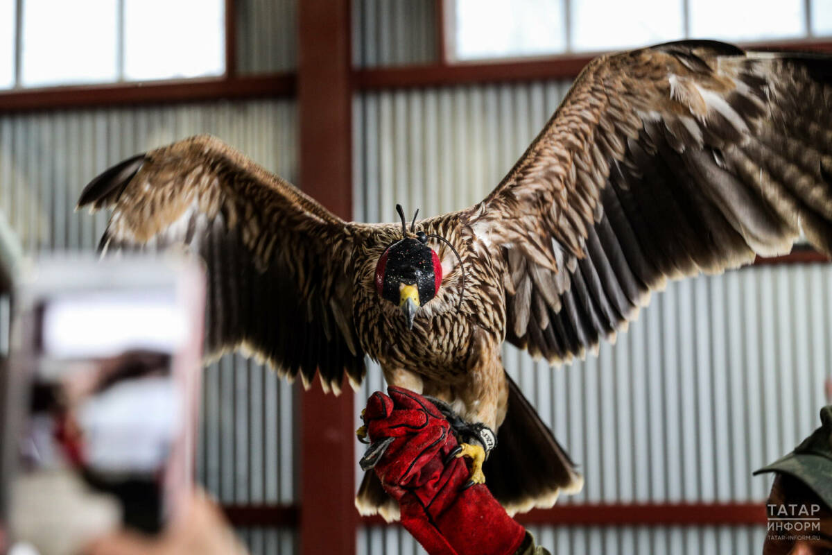 «Признать как традиционное ремесло»: в Татарстане возрождают соколиную охоту