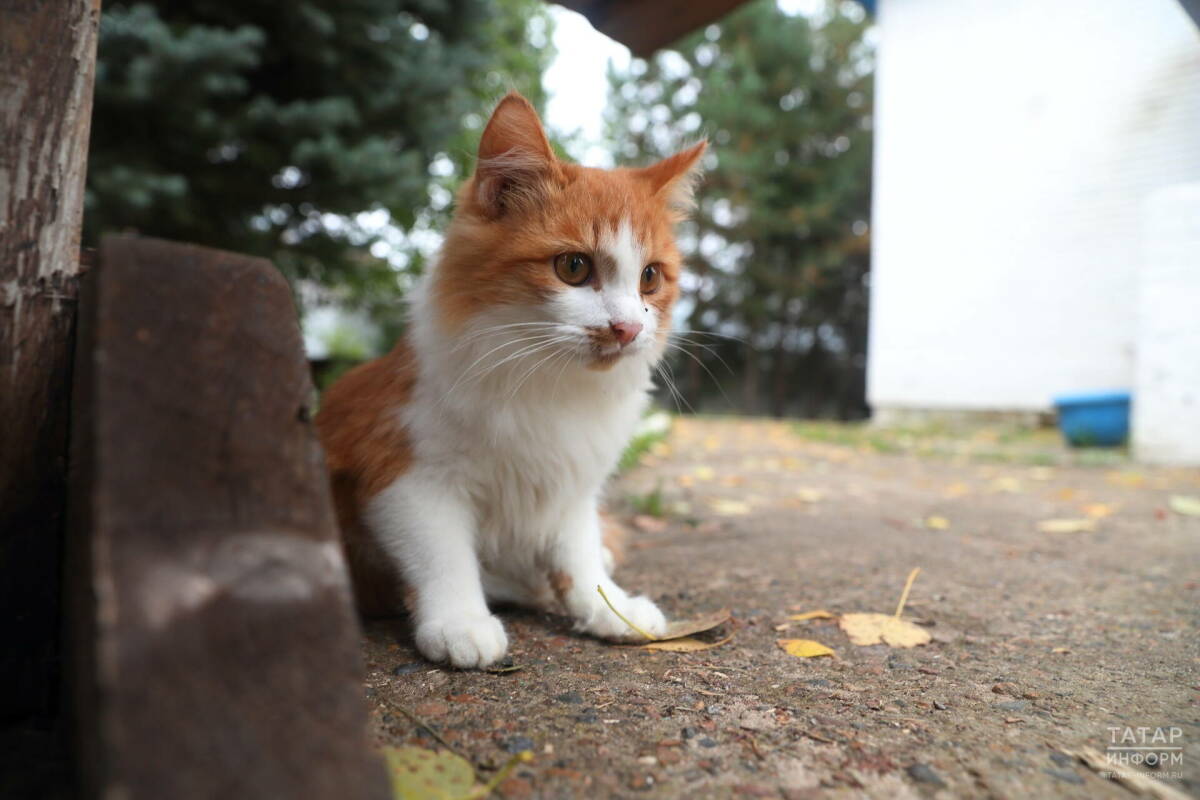 Ветеринар Уражевский объяснил, как кошка выбирает любимого человека в семье