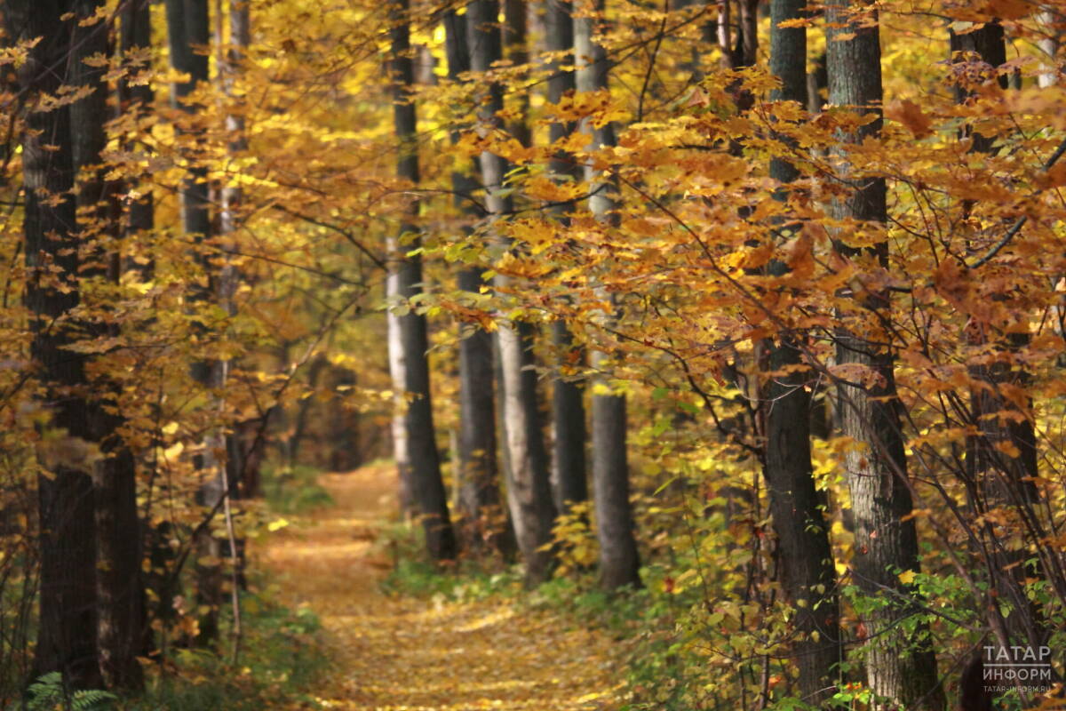 Синоптик Ильин спрогнозировал позднее наступление золотой осени в Татарстане