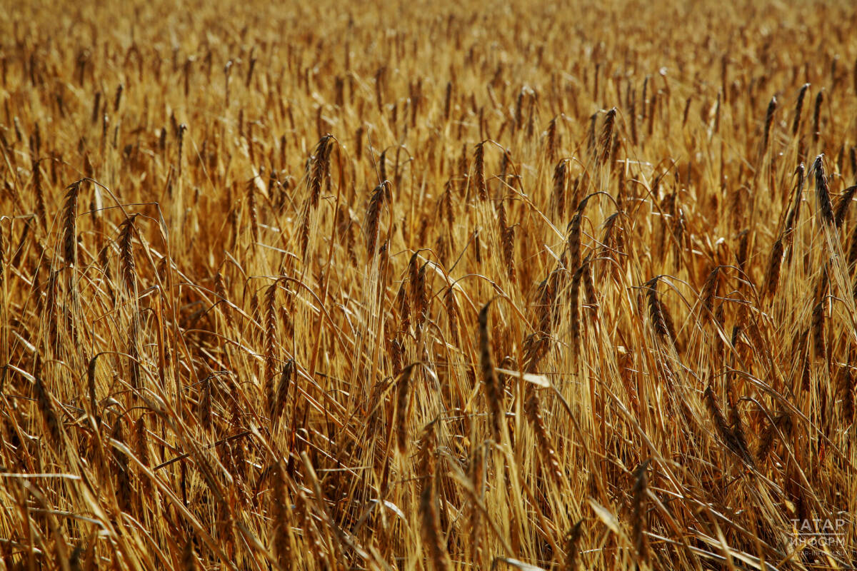 Татарстанда бөртекле культураларны урып-җыю эше тәмамланып килә