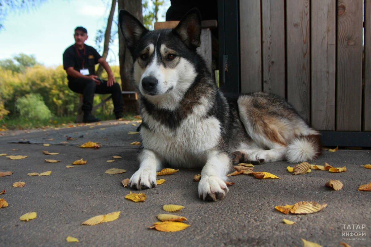 В поселках Казани в выходные организуют бесплатную вакцинацию домашних животных